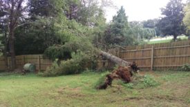 Large pine tree came down