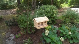 Hanging in my grandmother's back yard