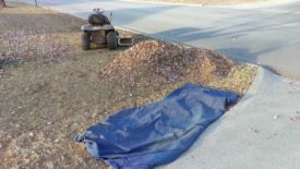 A leaf pile from a second round of collecting a few weeks later
